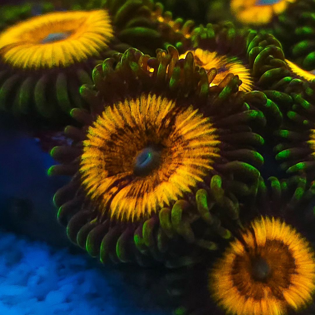 Snapinsta.app_396457998_316105667843465_350768824925182780_n_1080